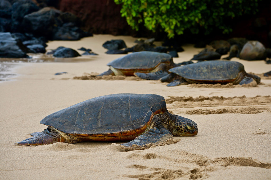 Tartaruga Extincao Angola