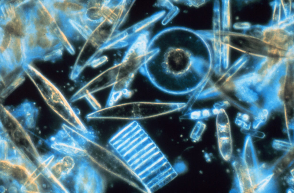 Ecoangola plankton