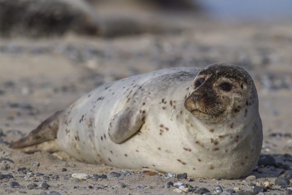 Text Box: Figura 1: Foca-comum (Phoca vitulina). Foto: wildlife photos/Shutterstock.com (https://www.infoescola.com/mamiferos/foca/)