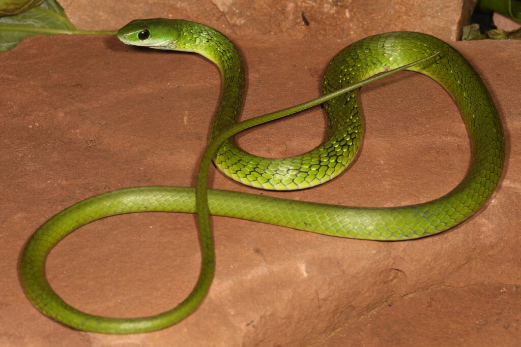 Serpentes Angolanas - Diversidade, importância e perigosidade - EcoAngola