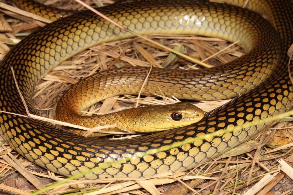 Estas são as serpentes mais venenosas do mundo