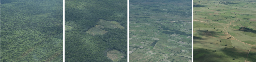 Serpentes Angolanas - Diversidade, importância e perigosidade - EcoAngola