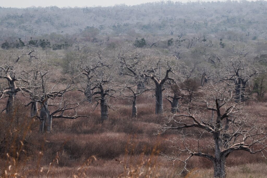 Serpentes Angolanas - Diversidade, importância e perigosidade - EcoAngola