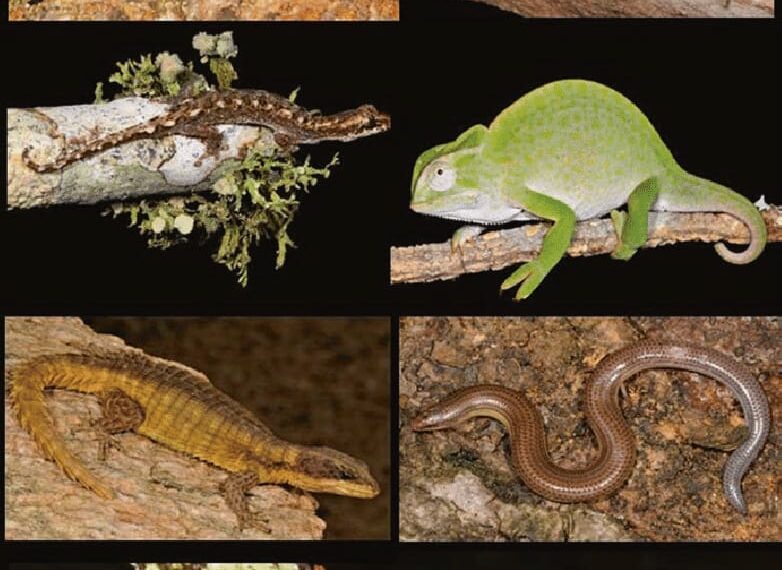 Serpentes Angolanas - Diversidade, importância e perigosidade