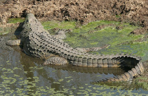 Serpentes Angolanas - Diversidade, importância e perigosidade - EcoAngola